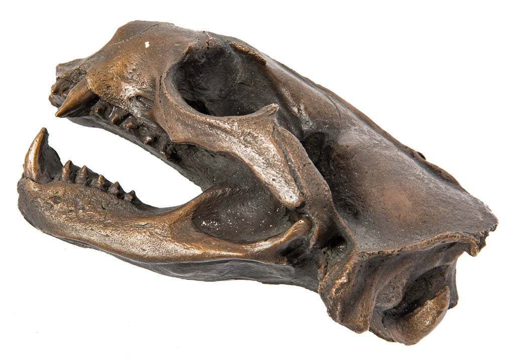 unique heavy cast bronze chicago musuem or zoo "fossil" display executed by the wagner foundry