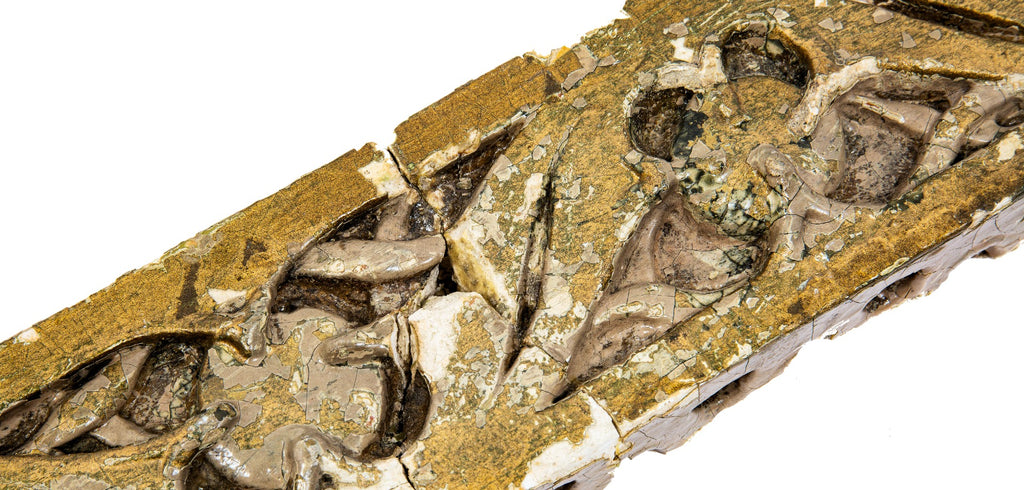 historically important late 19th century schiller building (garrick theater) cast plaster interior auditorium frieze fragment