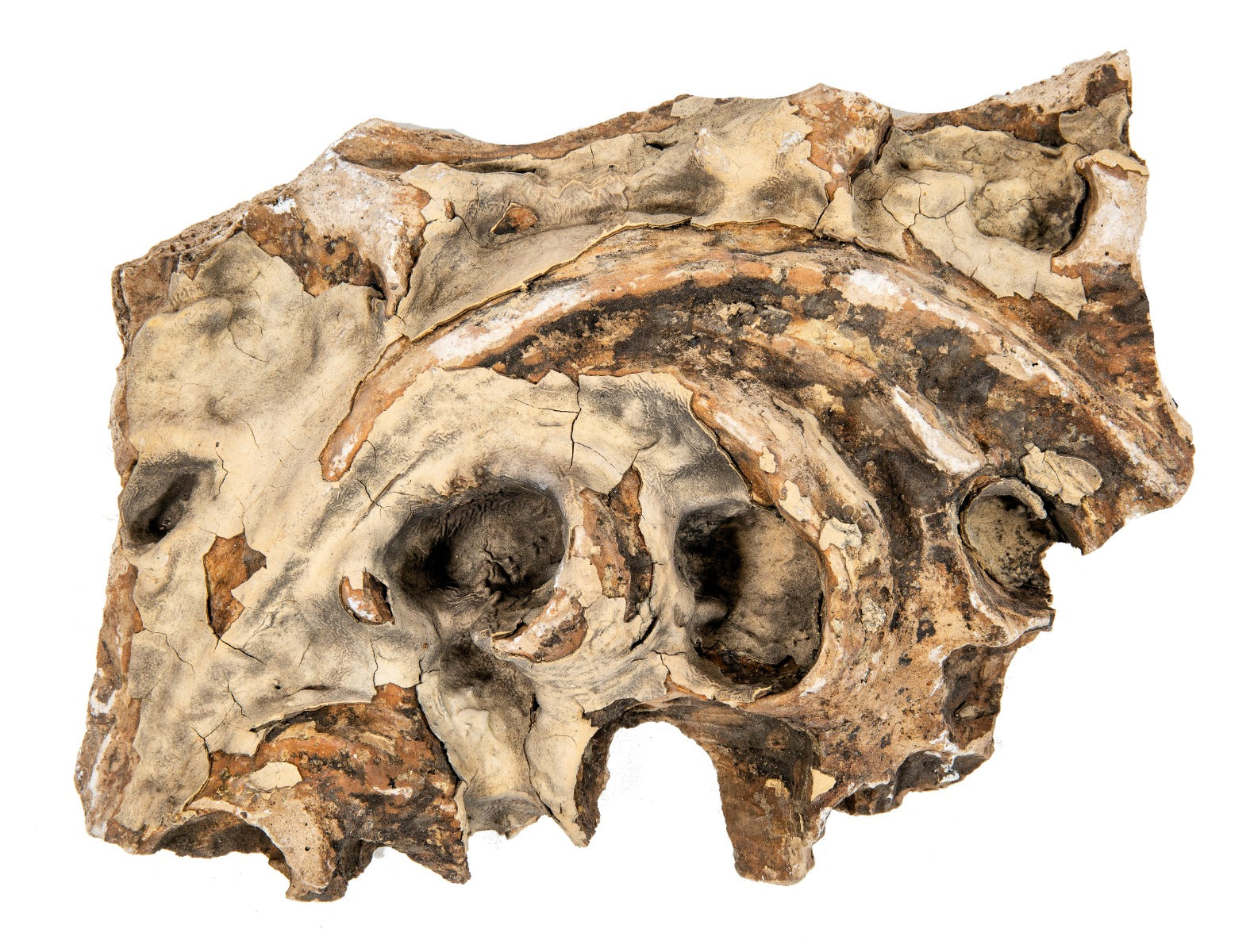 original richly ornamented frank lloyd wright-designed staff fragment salvaged from adler and sullivan's 1892-93 victoria hotel