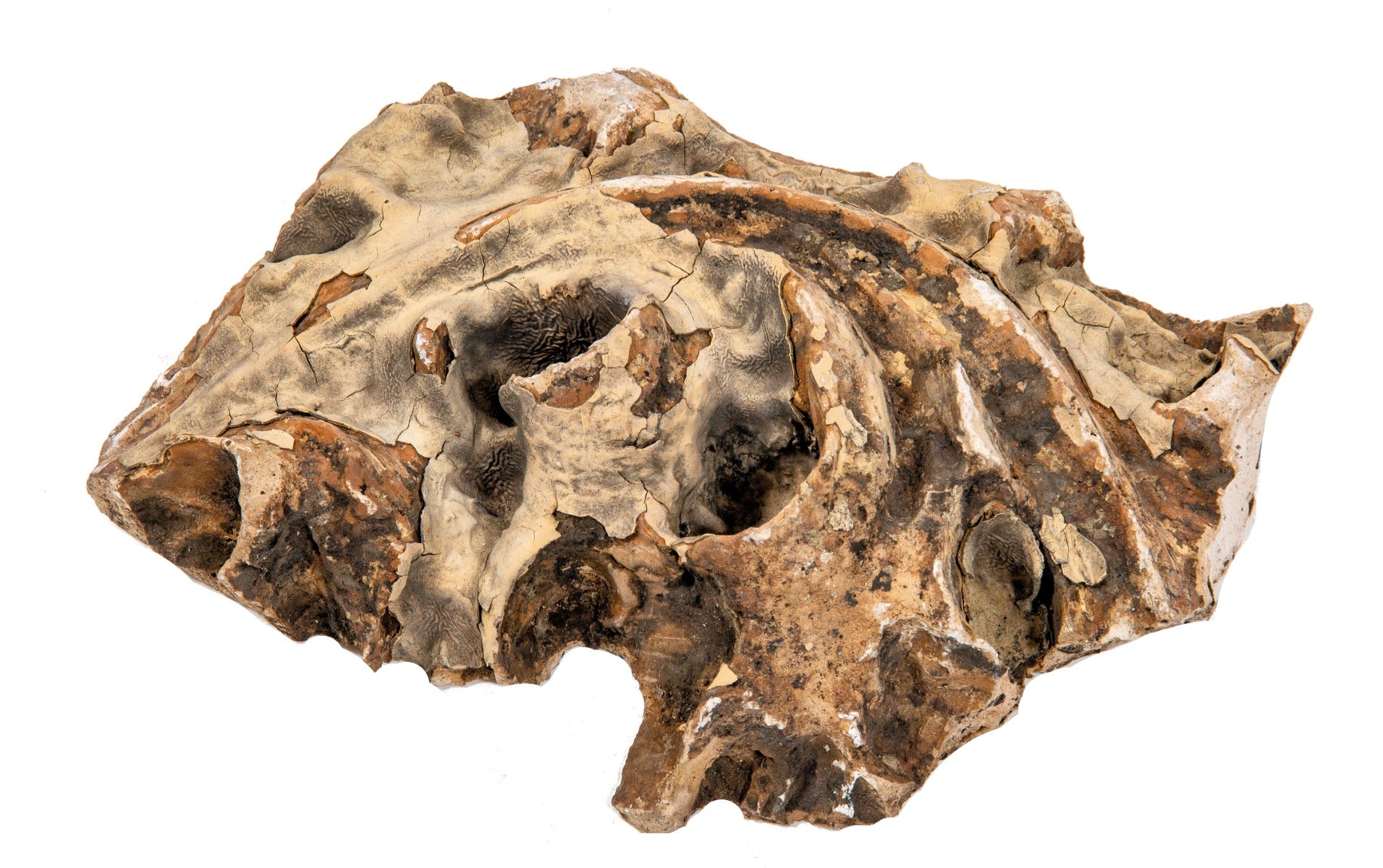 original richly ornamented frank lloyd wright-designed staff fragment salvaged from adler and sullivan's 1892-93 victoria hotel