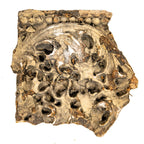 original 1892 frank lloyd wright-designed exterior painted staff panel salvaged from adler and sullivan's victoria hotel