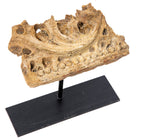 original early 1890s adler and sullivan-designed victorian hotel exterior richly ornamented staff panel fragment