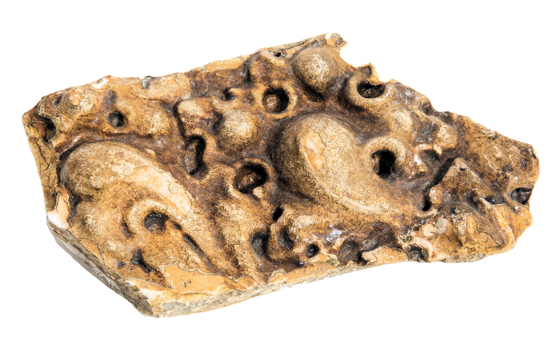 henry ives cobb-designed gothic style plaster ornament from 1893 chicago athletic association building