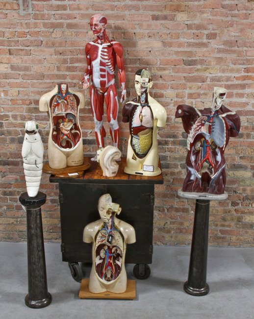 unique c. 1950's vintage medical three-quarter size molded plastic muscular instructional anatomical figure complete with internal organs
