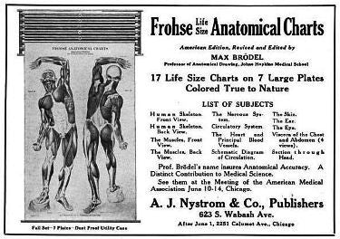 c. 1940's vintage american medical drop-down "heart circulation & skin" anatomical chart or poster