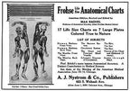 c. 1940's vintage american medical drop-down "heart circulation & skin" anatomical chart or poster