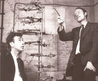 original c. 1960's vintage medical school classroom demonstration model depicting a three dimensional double helical structure of a nucleic acid complex